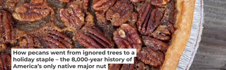 How pecans went from ignored trees to a holiday staple – the 8,000 ...