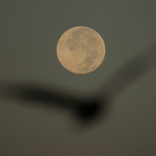 How to spot November's supermoon, the closest of the year