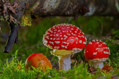 Mid-Atlantic mushroom foragers collect 160 species for food ...