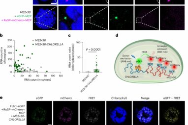Molecular 'switch' that controls aging of plant leaves discovered