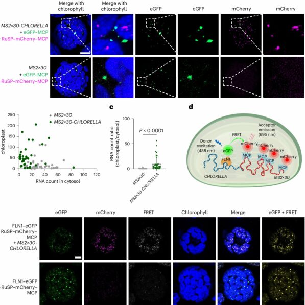Molecular 'switch' that controls aging of plant leaves discovered