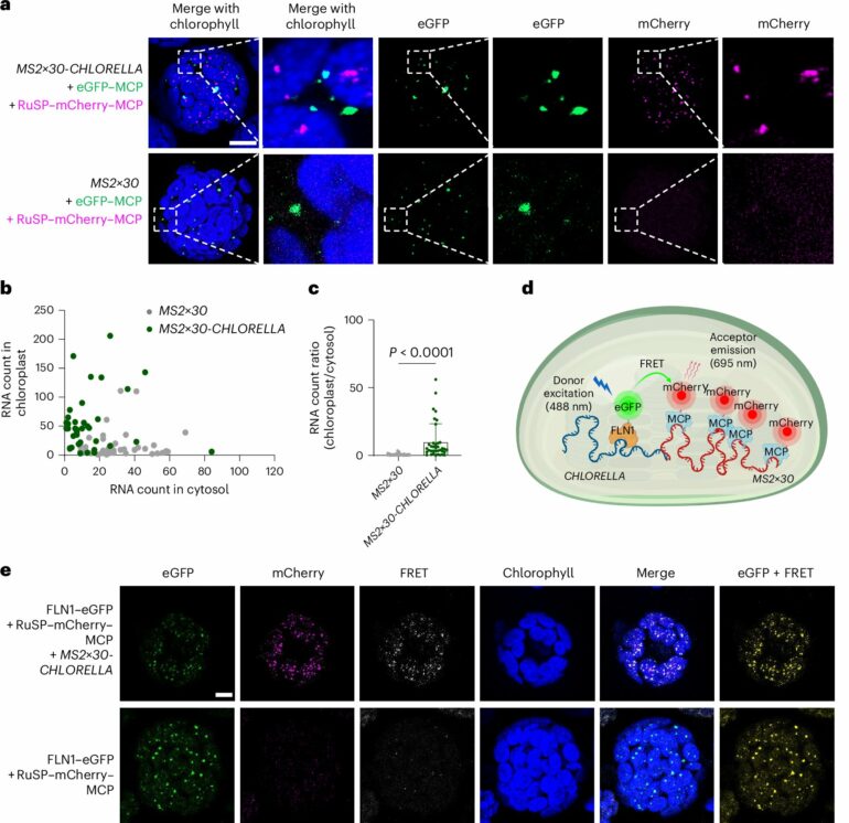 Molecular 'switch' that controls aging of plant leaves discovered