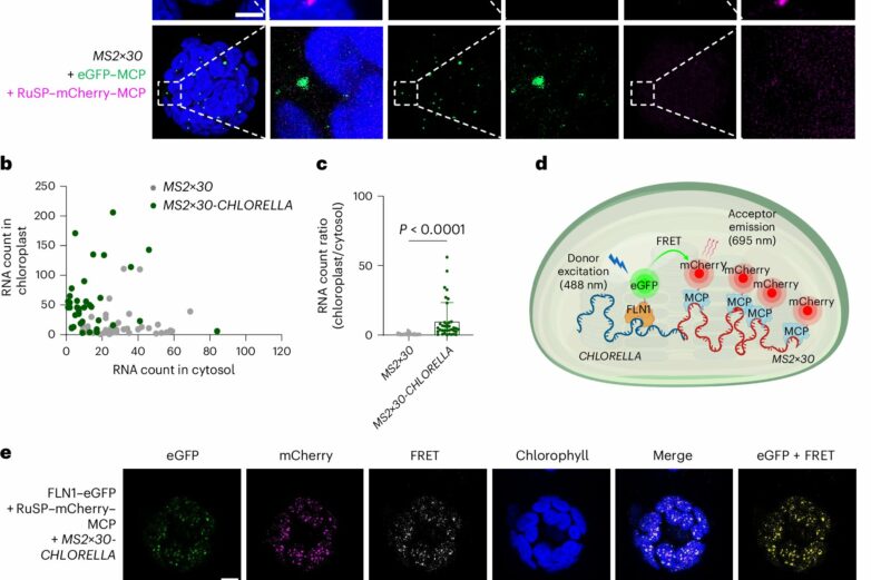 Molecular 'switch' that controls aging of plant leaves discovered