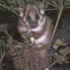 Possums in Australia show some of the world's highest PFAS levels ...