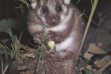 Possums in Australia show some of the world's highest PFAS levels ...