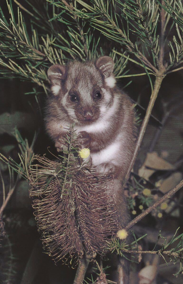 Possums in Australia show some of the world's highest PFAS levels ...