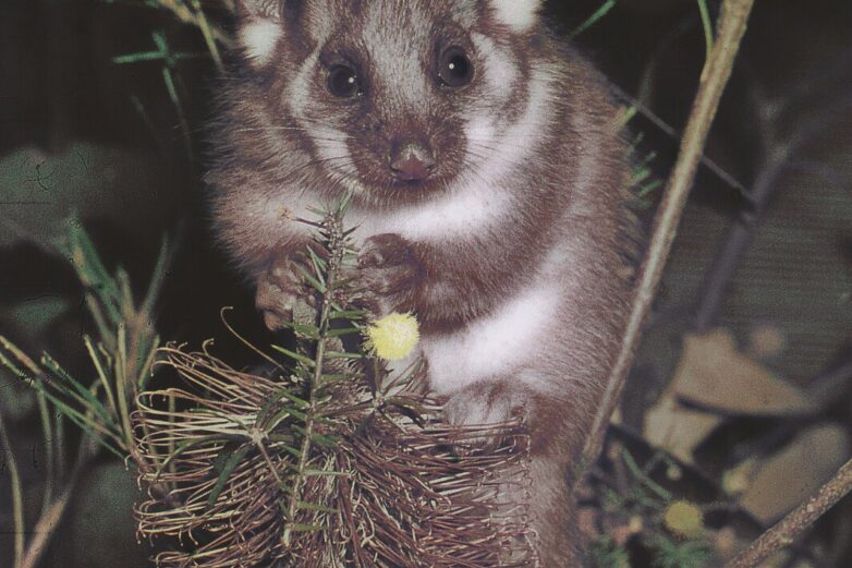 Possums in Australia show some of the world's highest PFAS levels ...