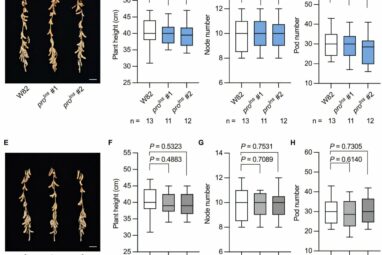 Rare lost allele that boosts soybean seed protein identified