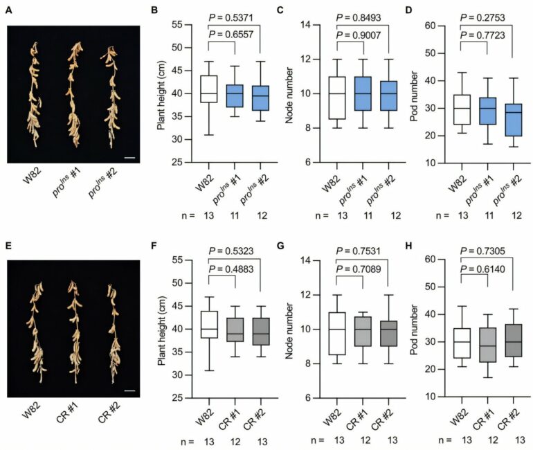 Rare lost allele that boosts soybean seed protein identified