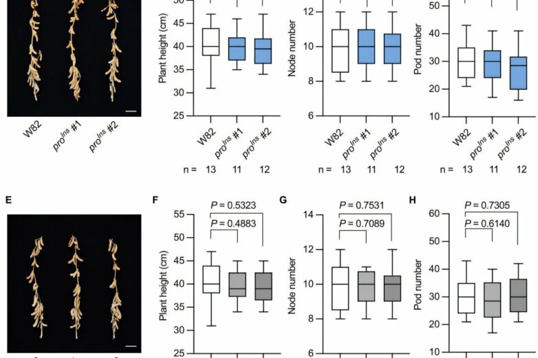 Rare lost allele that boosts soybean seed protein identified