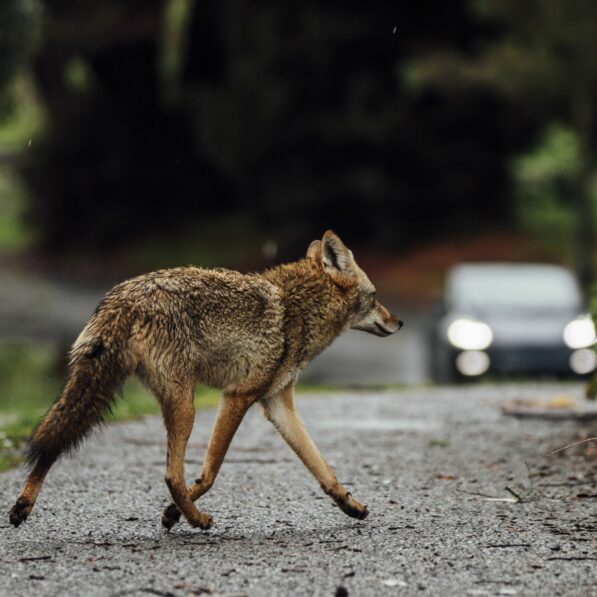 Thousands of genomes reveal the wild wolf genes in most dogs' DNA