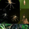 Tropical spiders craft giant doppelgängers as decoys