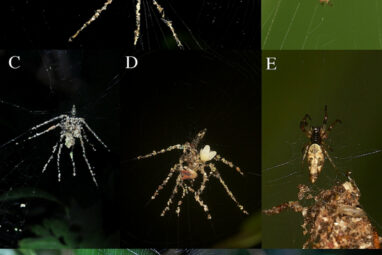 Tropical spiders craft giant doppelgängers as decoys
