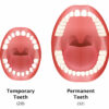 Baby Teeth vs. Permanent Teeth: The Difference - Sedaros Oral Surgery