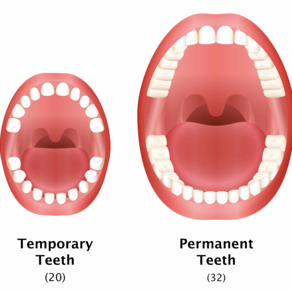 Baby Teeth vs. Permanent Teeth: The Difference - Sedaros Oral Surgery