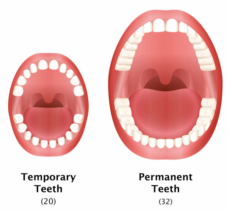 Baby Teeth vs. Permanent Teeth: The Difference - Sedaros Oral Surgery