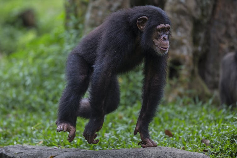 young chimp running on all fours