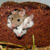 Gazing into the mind's eye with mice: How neuroscientists are ...