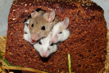Gazing into the mind's eye with mice: How neuroscientists are ...