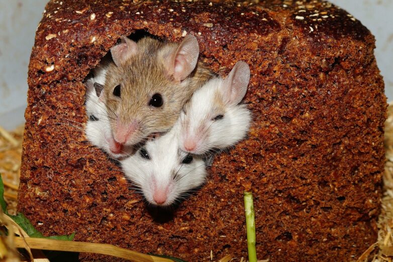 Gazing into the mind's eye with mice: How neuroscientists are ...