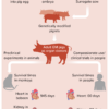 The Future of Transplanting Pig Organs in People