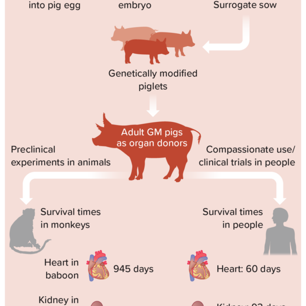 The Future of Transplanting Pig Organs in People
