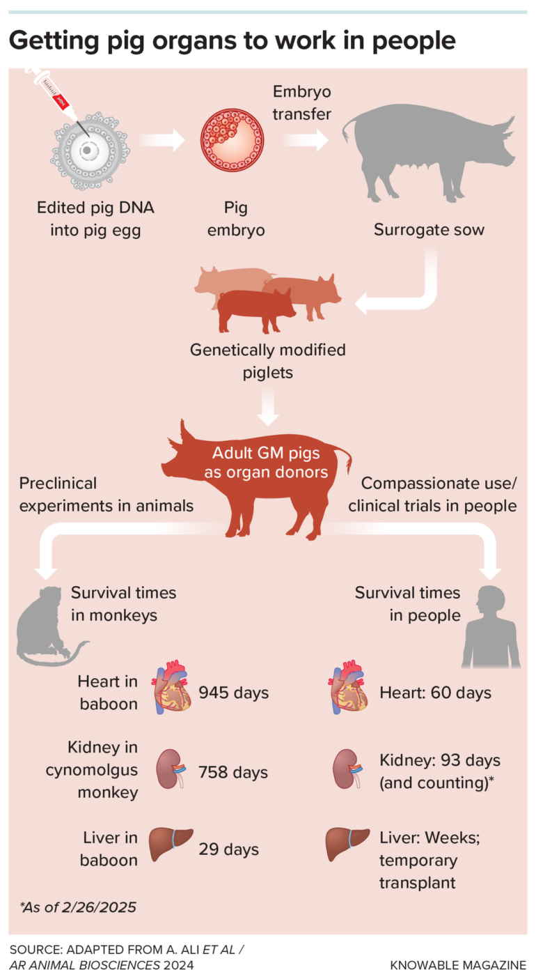 The Future of Transplanting Pig Organs in People