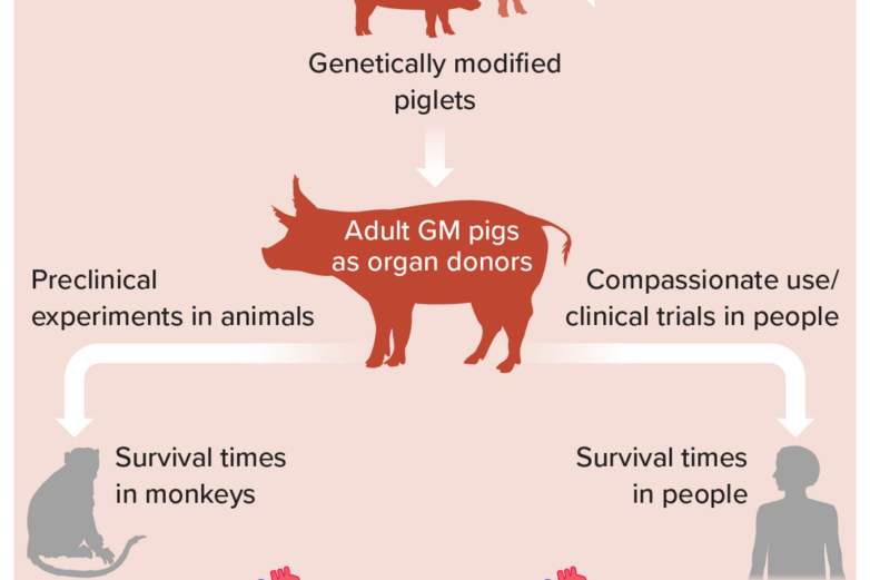The Future of Transplanting Pig Organs in People