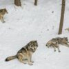 With wolves absent from most of eastern North America, can coyotes ...
