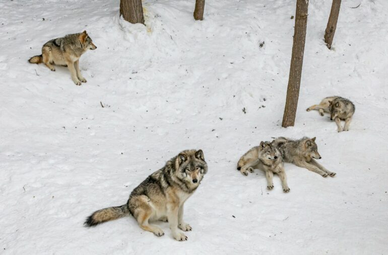 With wolves absent from most of eastern North America, can coyotes ...