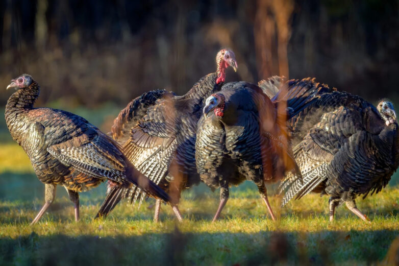 Groundhogs are lousy forecasters but valuable animal engineers ...