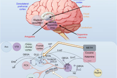 Frontiers | An update: epigenetic mechanisms underlying ...
