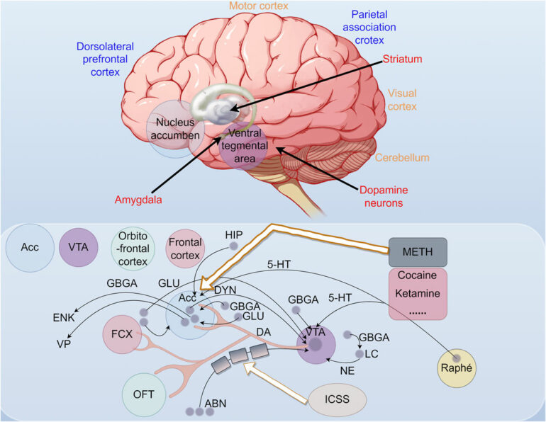 Frontiers | An update: epigenetic mechanisms underlying ...