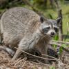 I studied the brains of raccoons. Here's what it tells us about ...