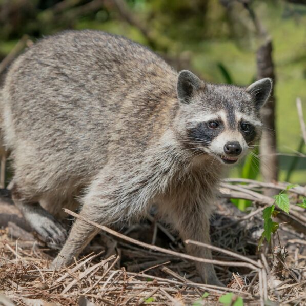 I studied the brains of raccoons. Here's what it tells us about ...