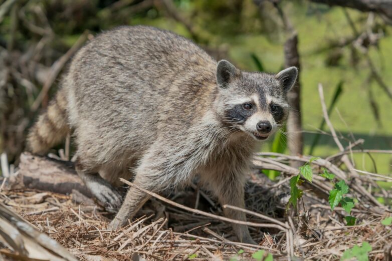I studied the brains of raccoons. Here's what it tells us about ...