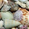 How are seashells made? – Woods Hole Oceanographic Institution
