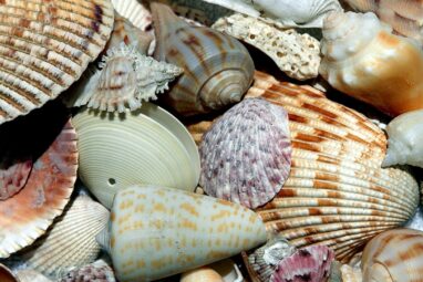 How are seashells made? – Woods Hole Oceanographic Institution