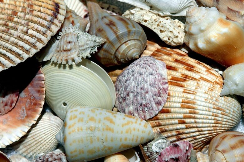 How are seashells made? – Woods Hole Oceanographic Institution