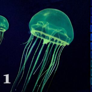 1 protein to rule them all – why crowning the protein that makes ...