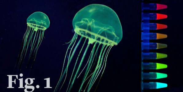 1 protein to rule them all – why crowning the protein that makes ...