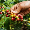 Coffee Wilt Disease: Resurrecting Fungal Genomes