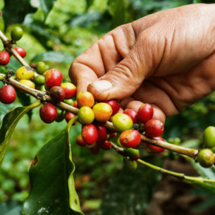 Coffee Wilt Disease: Resurrecting Fungal Genomes