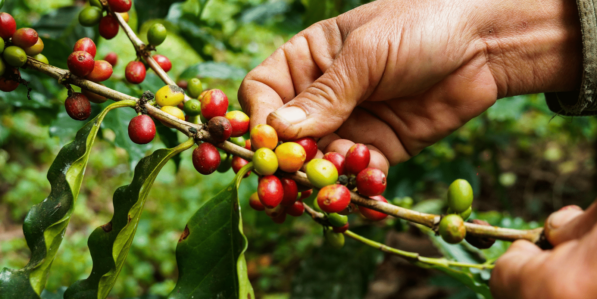 Coffee Wilt Disease: Resurrecting Fungal Genomes