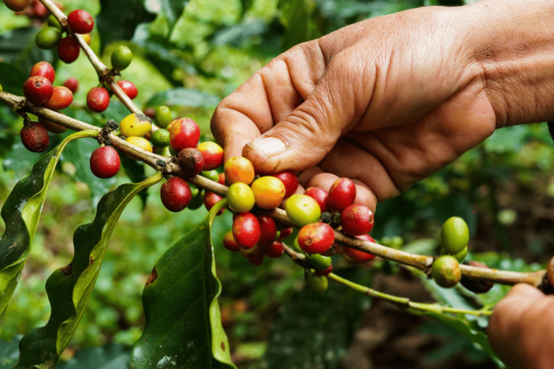 Coffee Wilt Disease: Resurrecting Fungal Genomes