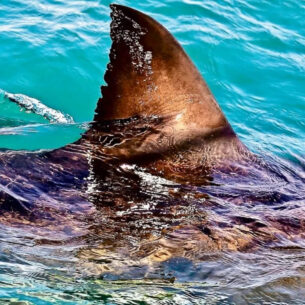 Nanoparticles and artificial intelligence can help researchers ...