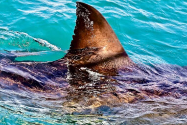 Nanoparticles and artificial intelligence can help researchers ...