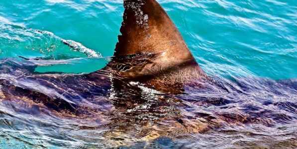 Nanoparticles and artificial intelligence can help researchers ...