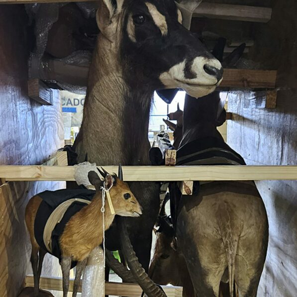 New technologies are stepping up the global fight against wildlife ...