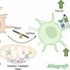 Targeting immune cells to improve long-term survival in organ ...